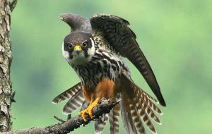 תיאור הציפור החובבנית