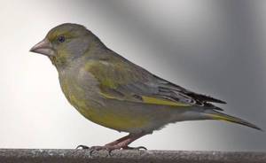 ציפור ירוקה ירוקי חושים חורפים