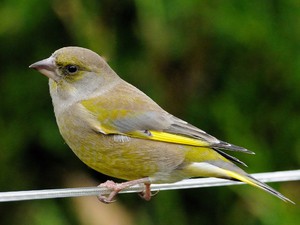 אורח חייו של הירוק-פינצ' ירוק-פינצ'י סיני