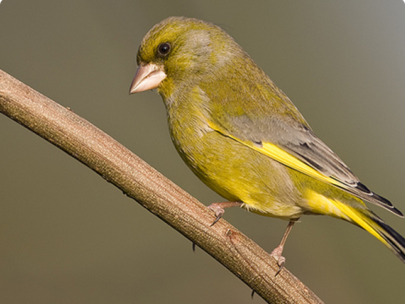 ירוק-פינצ'ית מצויה רבייה של ירוק-חוחית