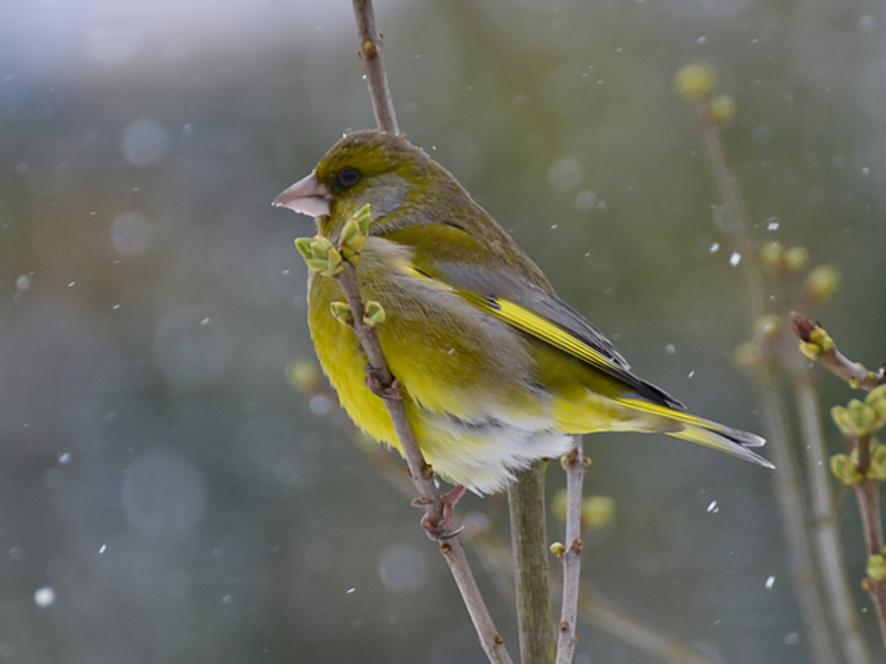 ירוק-פינצ'ית מצויה אורח חייו של הירוק-פינצ'