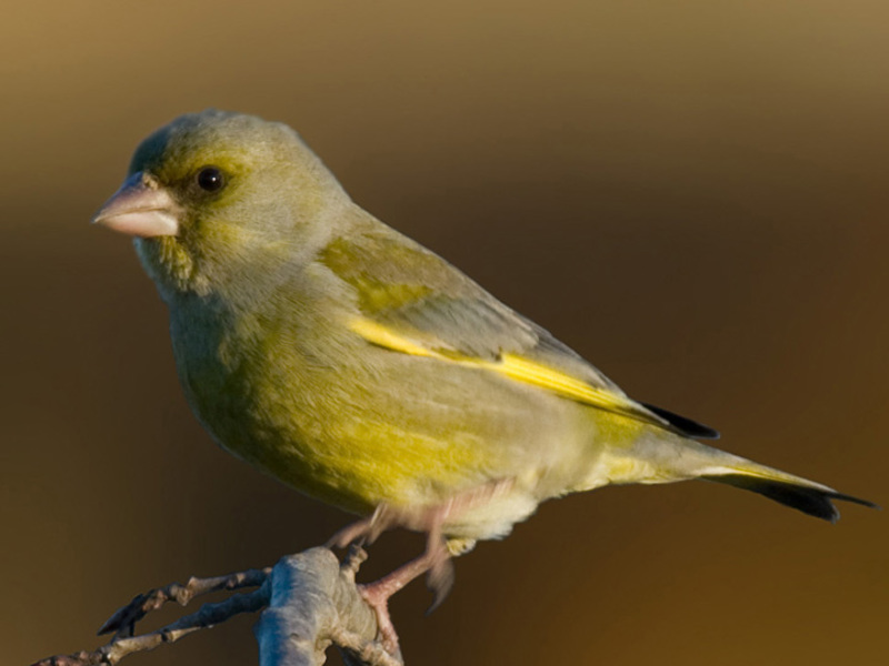 אורח חייו של הירוק-פינצ' ציפור ירוקה
