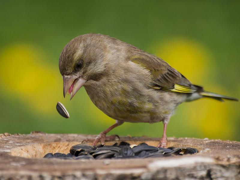 היכן חי הירוקפינק? ציפור ירוקה