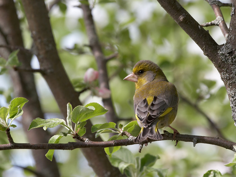 צביעת ציפור ירוקה הציפור נראית כמו חוחש ירוק