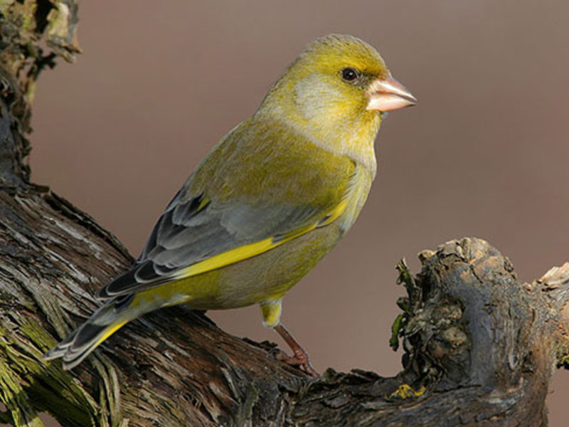 ציפור ירוקה צביעת ציפור ירוקה