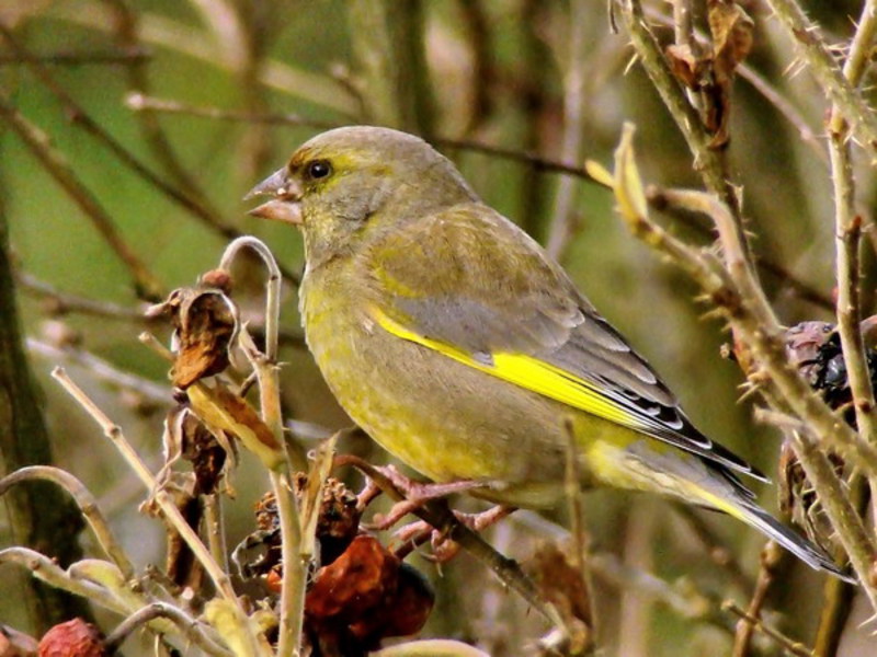 ירוק-פינצ'ית מצויה ירוקי חושים חורפים