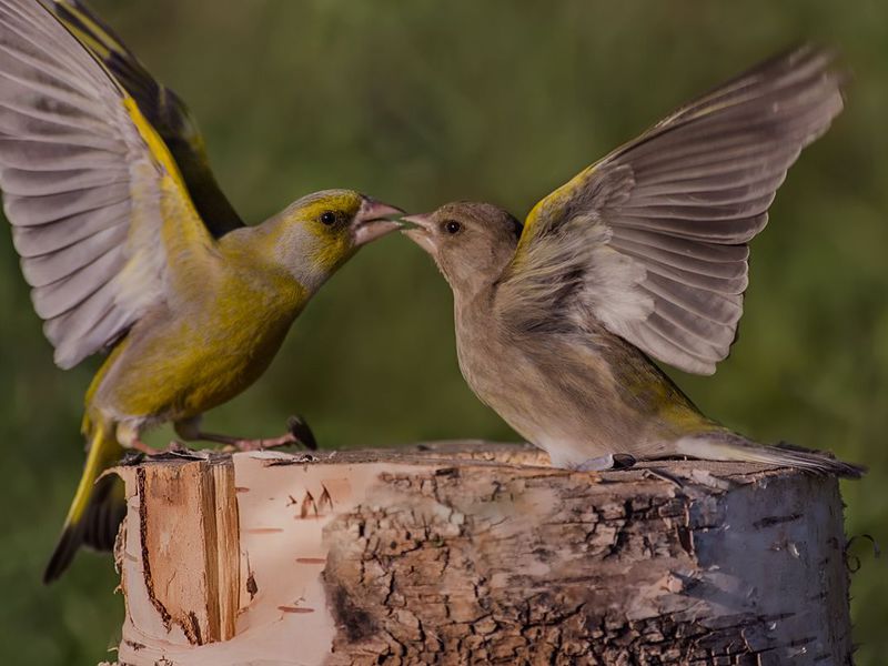 אפרוחי ירוק-חוח תיאור הציפור הירוקה