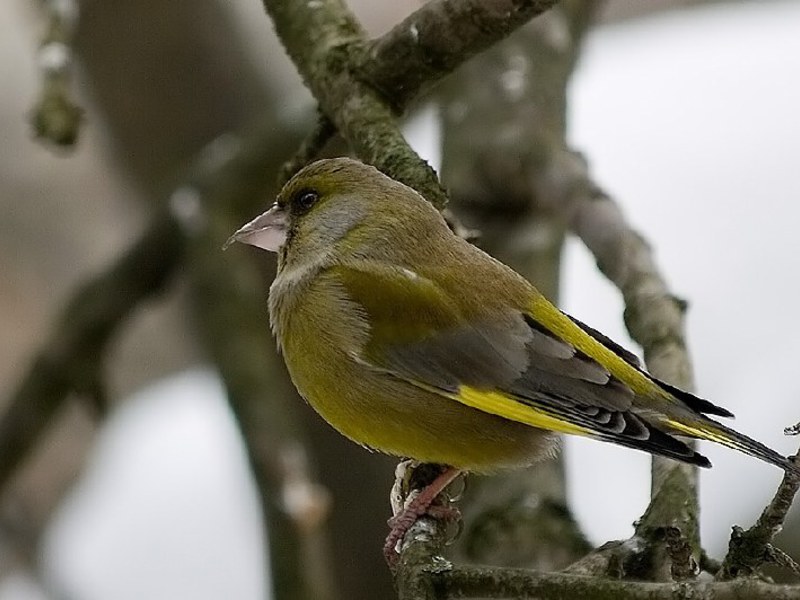 ירוק-פינצ' בטבע תיאור הציפור הירוקה