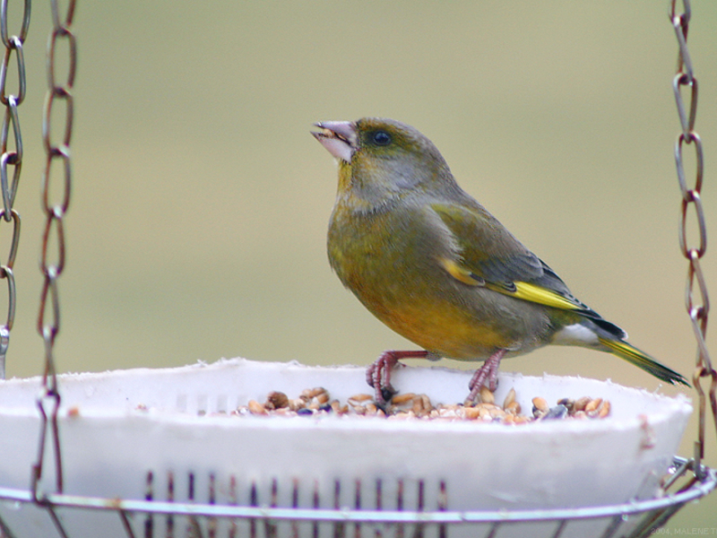 מה אוכל הירוק-פינץ'? תזונת ירוק-פינצ'