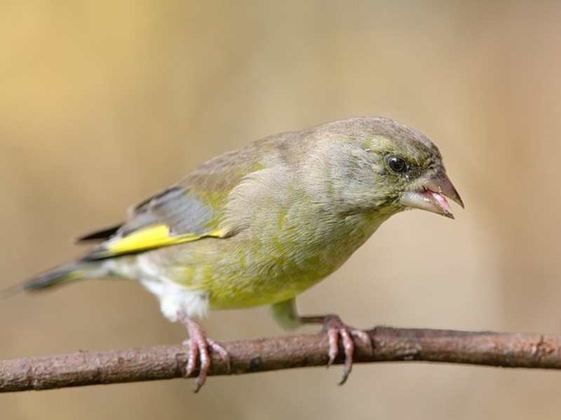 ירוק-פינצ'ית מצויה ירוק-פינצ'ית מצויה