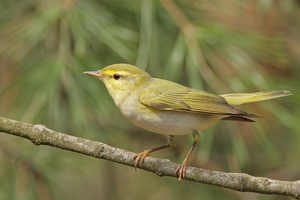 תיאור הסבכי איך נראה סבכי?