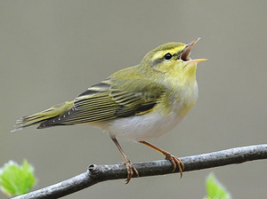 צביעת הסבכי