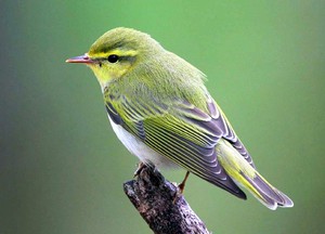 הכל על סבכי