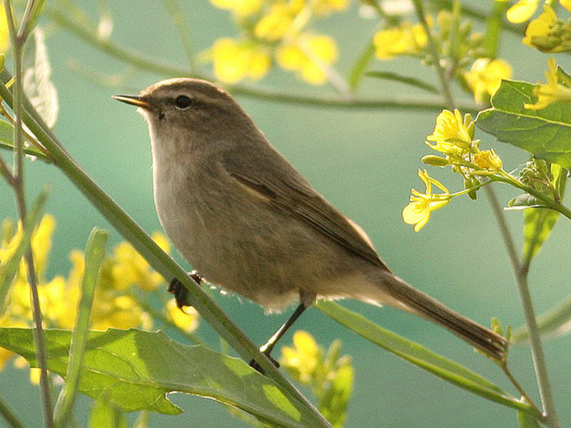 תיאור הסבכי רעשן סבכי