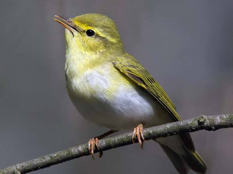 איך נראה סבכי? ערבה