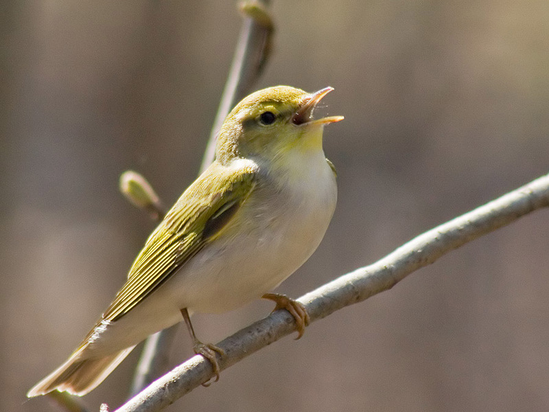 צ'יפכף מה אוכל סבכי?