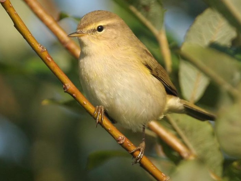 סבכי ירוק מהם הרגליו של הסבכי?