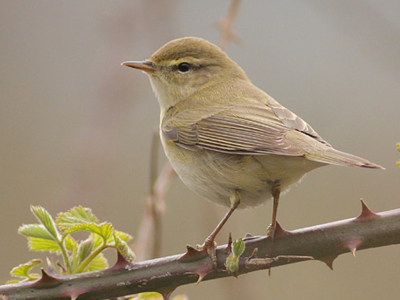 תזונת הסבכי מה אוכל סבכי?