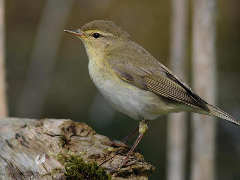 רבייה של הסבכי רעשן סבכי