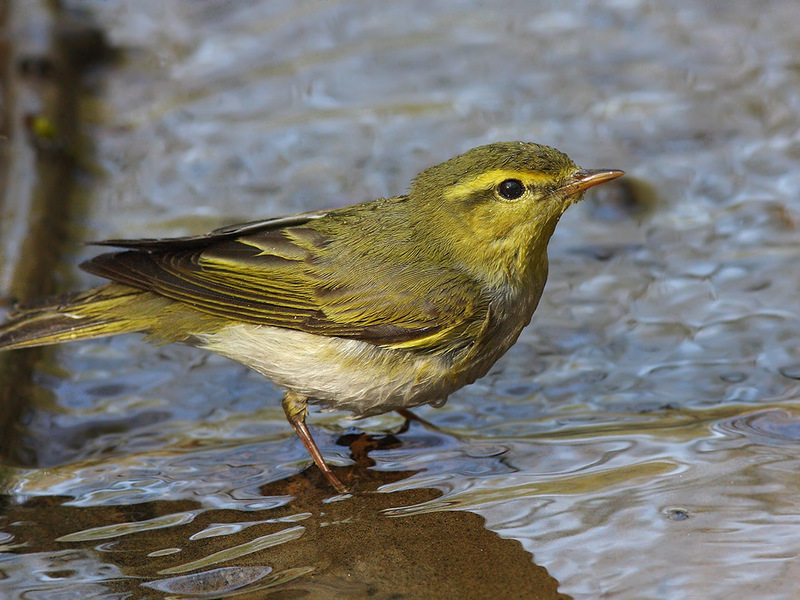 סבכי ירוק תיאור צבעו של הסבכי