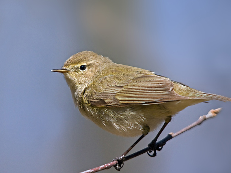 צ'יפכף איפה אפשר לראות סבכי?