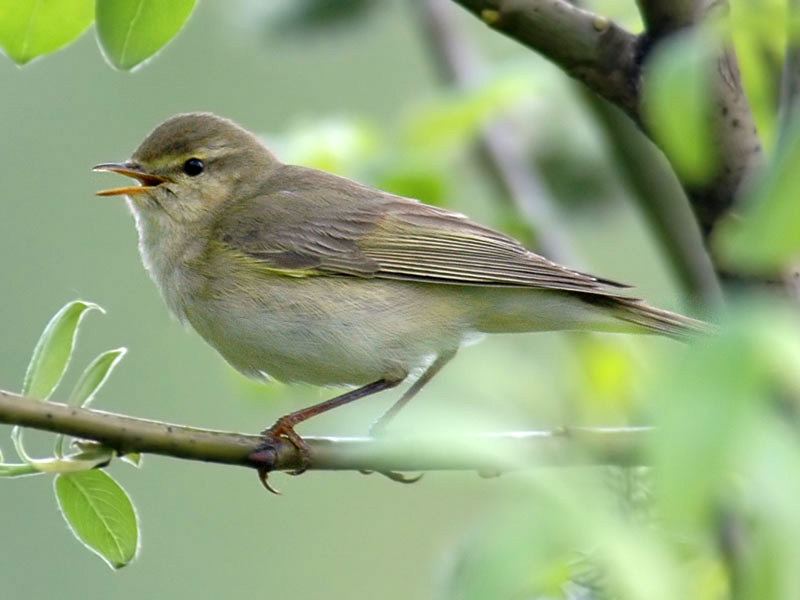 איך חיה סבכי? היכן חי הסבכי?