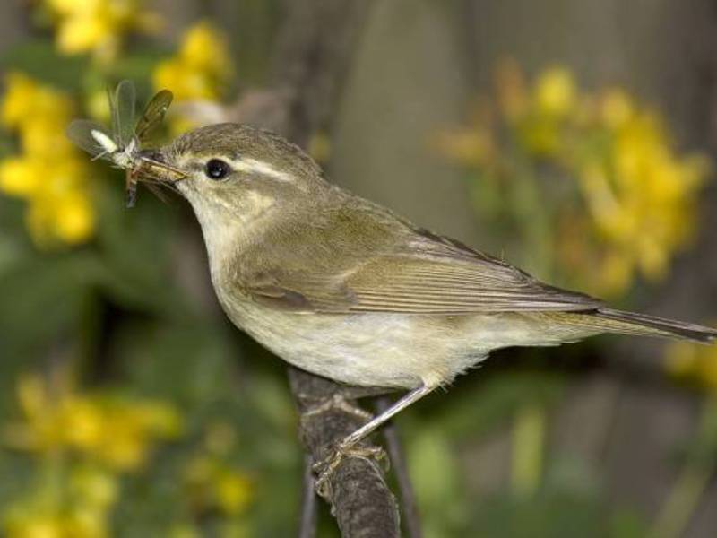 ערבה אויבים טבעיים של הסבכי