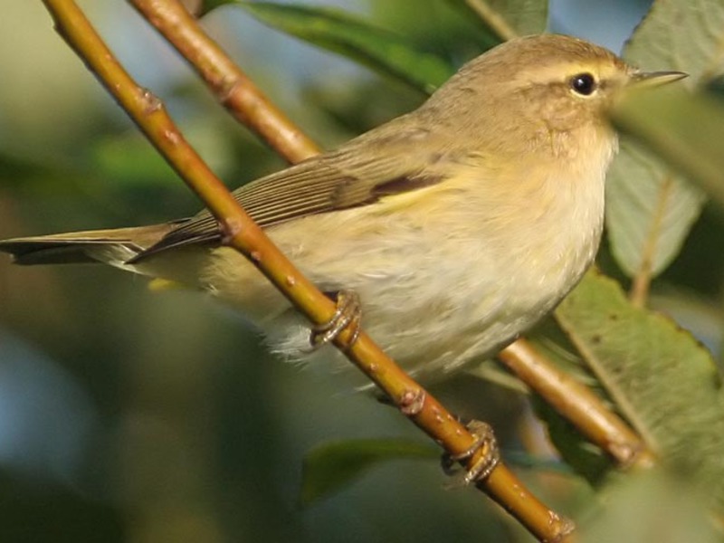 צ'יפכף ערבה