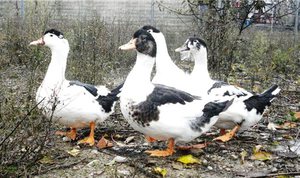 ברווזי מולארד - מה הם?