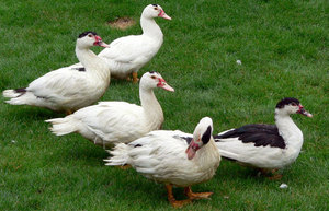 תיאור ומאפיינים של ברווזים תיאור של ברווזים