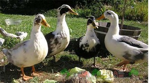 מוזרויות של גידול ברווזים תוֹכֶן