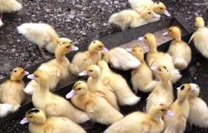 האכלת ברווזונים הַאֲכָלָה