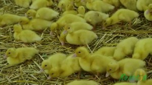 גידול ברווזונים בבית רבייה