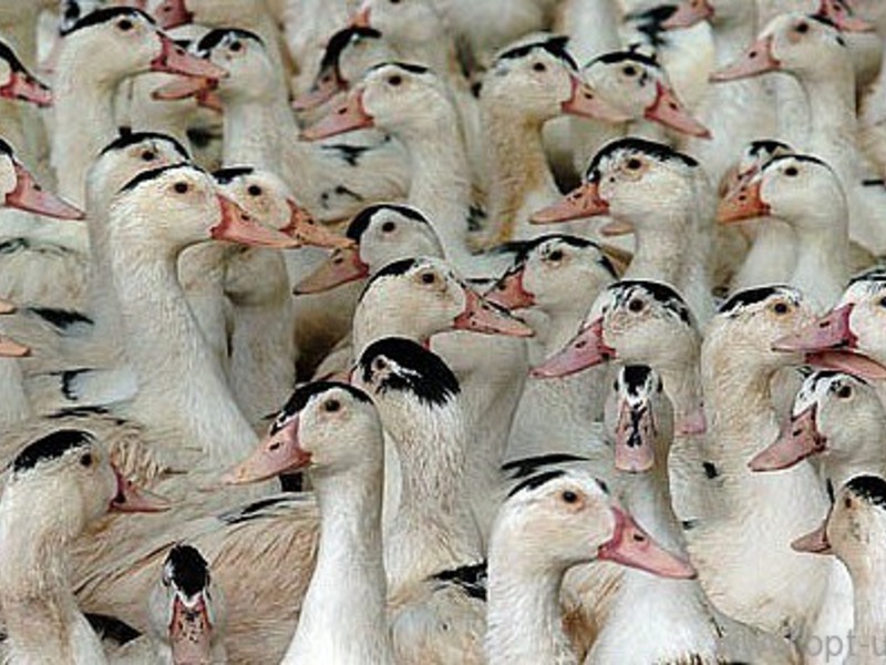 אווזים מולארד, גזע אפור גדול מולארדס