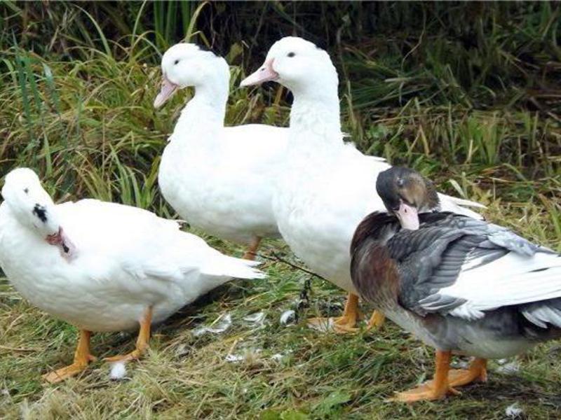 ברווזי מולארד ברווזים