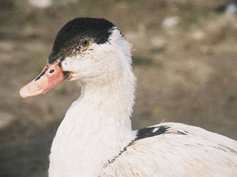 ברווזי מולארד, מאפיין של הגזע ייחודיות הגזע