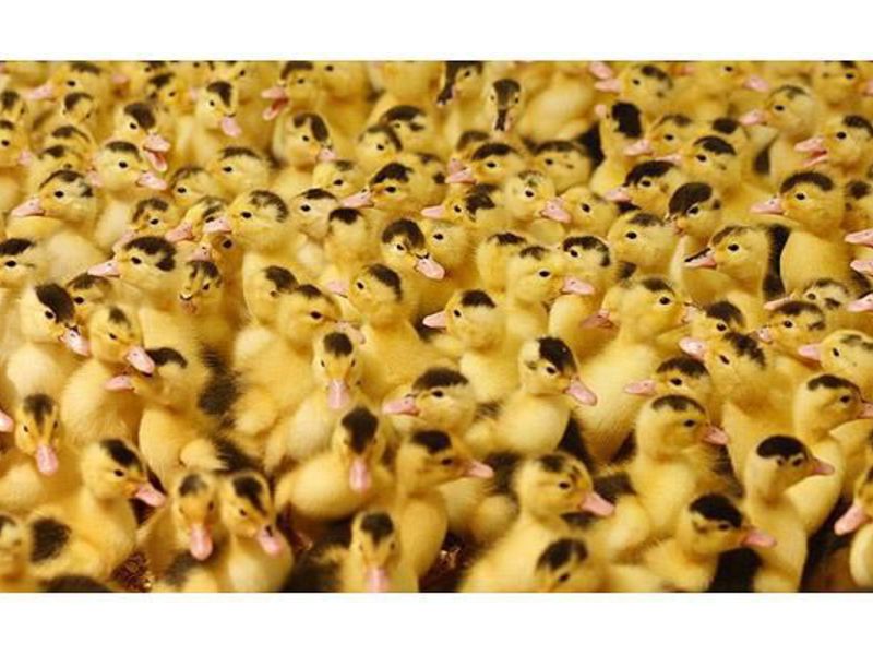 ברווז מולארד, משקל חי משקל חי של ברווז