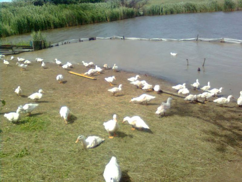 ברווזי מולארד ברווזי מולארד שוחים