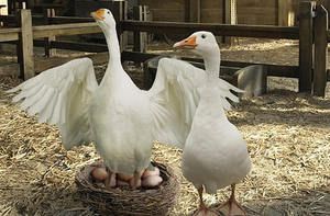 דגירת ביצי אווז בבית - תמונות, סרטונים