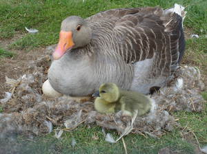 אמא וילדים אווזים וגוזלים