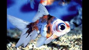 דגי אקווריום סוגי דגי אקווריום