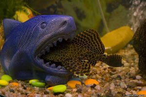 דגים לא תואמים באקווריום דגים לא תואמים