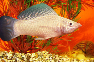 מולי הם דגי אקווריום. מוליס - מאפייני דגי אקווריום