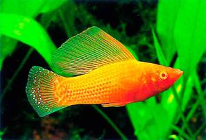 מה נדרש כדי שדגיגים יוכלו להתרבות באופן פעיל?