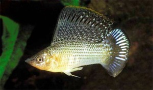 אקווריום מוליס - מראה