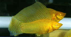 מולי זהוב Velifera - תמונה מולי זהוב הוא דג יפהפה ופופולרי מאוד.