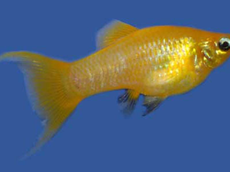 מוליס - טיפול וגידול מולי זקוקים לבחירת מזון נכונה