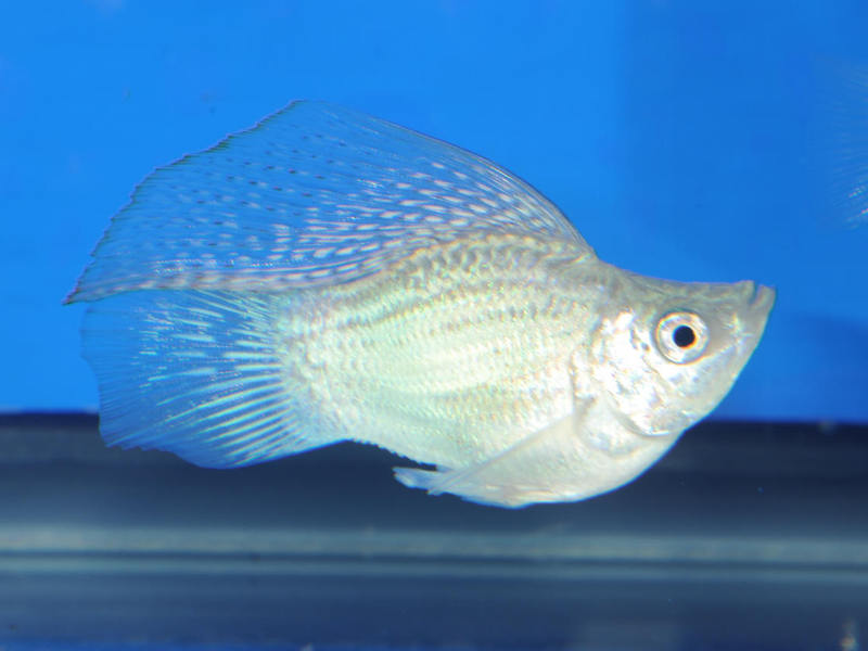 בלון מולי - תמונה באקווריום בלון מולי - מאפייני דגים