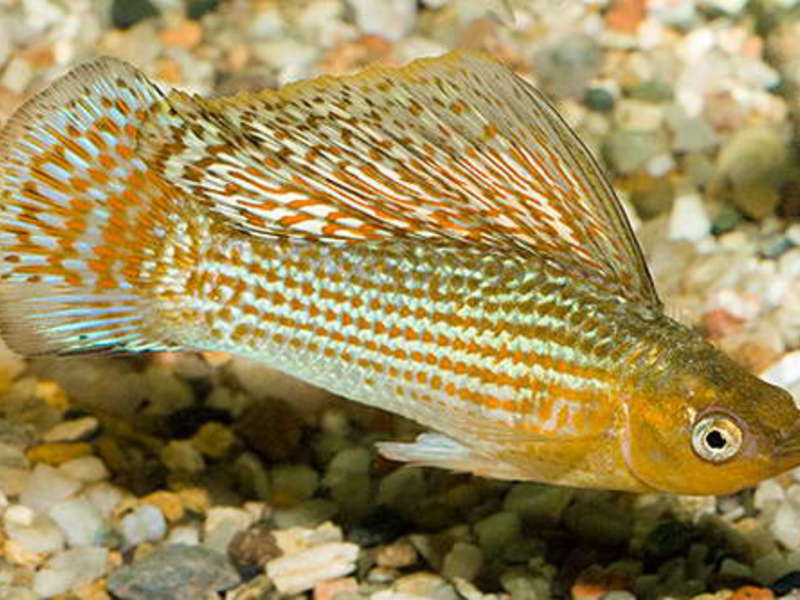 למולי וליפרה יש גוון זהוב מוליזיה וליפרה נקראת גם מולי זהובה.