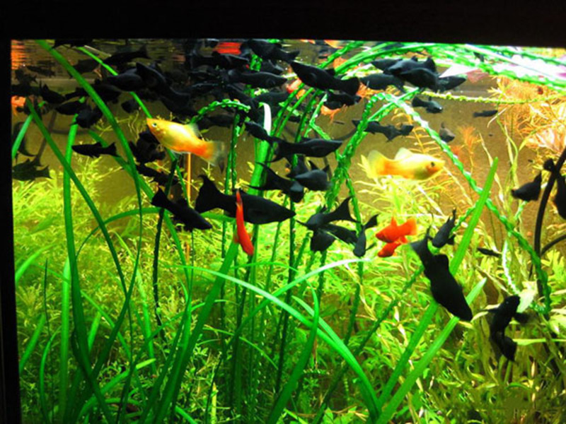 אקווריום דגי מולי - תמונה יפה אקווריום עם מוליס חייב להיות מצויד כראוי.